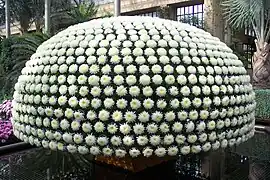 One-Thousand Bloom Chrysanthemum shown during the annual Chrysanthemum Festival, November 2012