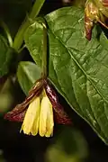 Variety involucrata