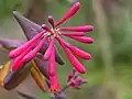 Flower buds