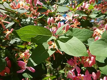 Leaves and young flowers