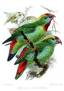 Drawing of two green parrots with red tail, red crown and chin, yellow nape, and blue face