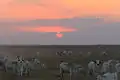 Cattle in Hato El Cedral, Apure State