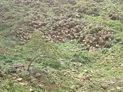 Hexagonal outcrop of Ashangi basalts.