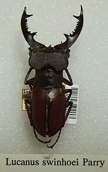 Lucanus swinhoei