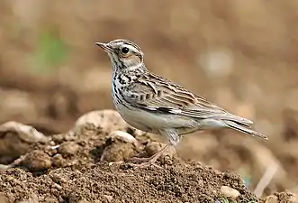 Woodlark