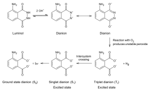 Luminol reaction