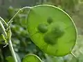 L. annua, unripe seedpod in July