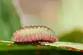 Larva