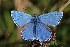 Male (wing topside)