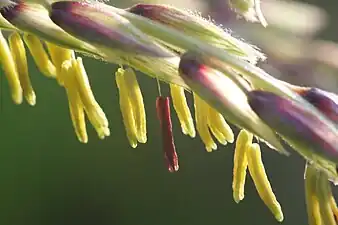 Male flowers