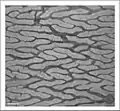 MicroCT-based volume projection of the jejunal mucosa of a chicken. Virtual horizontal cut through villi. Scalebar = 0.2 mm.