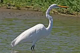 Great egret