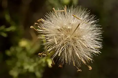 Flower gone to seed