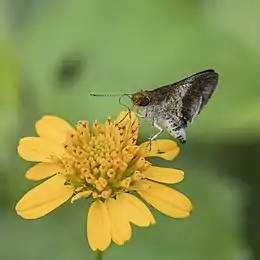 Macken's skipper (Acleros mackenii olaus) underside.jpg