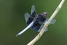 Thermorthemis madagascariensis, male