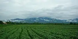 Field in Chom Mok Kaeo, Mae Lao District, with the Khun Tan Range in the background