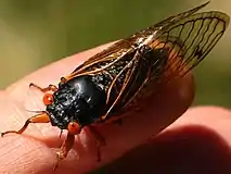 Male dorsal Brood XIII sub-brood, Naperville, Illinois June 13, 2020