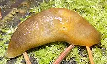 Lemon slug