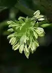 Cluster of cream-coloured anthers on droopy white stalks