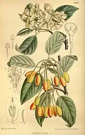 Botanical illustration