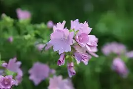 Malva moschata L. — Musk mallow