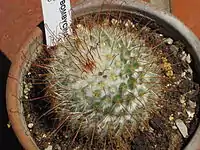 Mammillaria bombycina