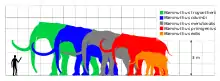 Colored silhouette of a mammoth, relative in size to a human and past and present elephants