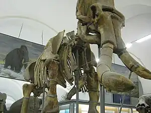 Mammoth skeleton