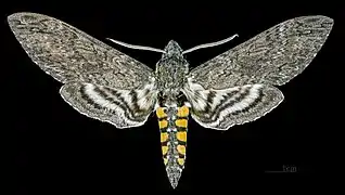 Male
