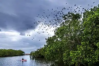 Mangrove forests host many bird species with generalised foraging niches