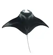 Manta ray, the largest ray