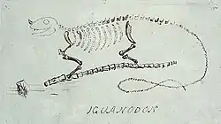 Mantell's original drawing of Iguanodon.