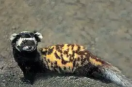 Marbled polecat