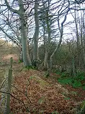 Beech planted on a march dyke (boundary hedge) in Scotland