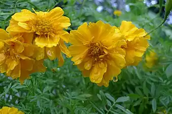 Yellow flowers in Maricao