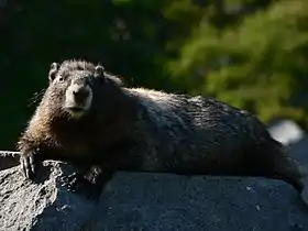 Hoary marmot in Mount Rainier National Park