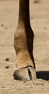 Photograph of  giraffe's hind leg