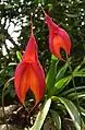 Masdevallia veitchianaflowersPeru - Machu Picchu