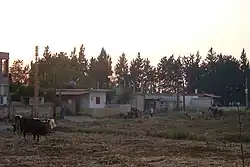 Field with cows and a boy on a horse in Massoudieh