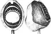 Oral and lateral views of arm suckers