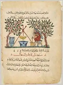 Text and illustration from an Arabic translation of De Materia Medica in the style of the Baghdad School, 13th century