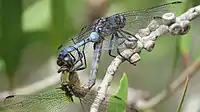 Mating closer