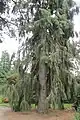 Mature Picea breweriana, Royal Botanic Garden, Edinburgh