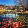 A dazzling lily pond