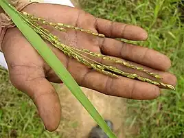 Medicinal rice of Chhattisgarh used as an immune booster