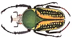 Mecynorhina harrisi harrisi