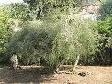 M. alternifolia (cultivated) growing in Menton, France