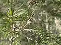 M. alternifolia fruits