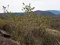 On Waratah Trig in the Gibraltar Range National Park