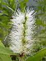 White form in New Caledonia